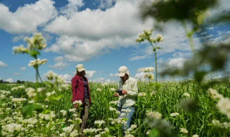 Buckwheat growers hope new markets can help it reach more tables